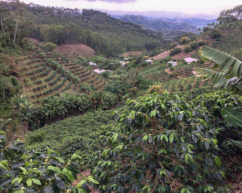 مزارع قهوه در شهر Espírito Santo برزیل