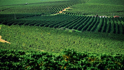 مزرعه قهوه در شهر Minas Gerais برزیل