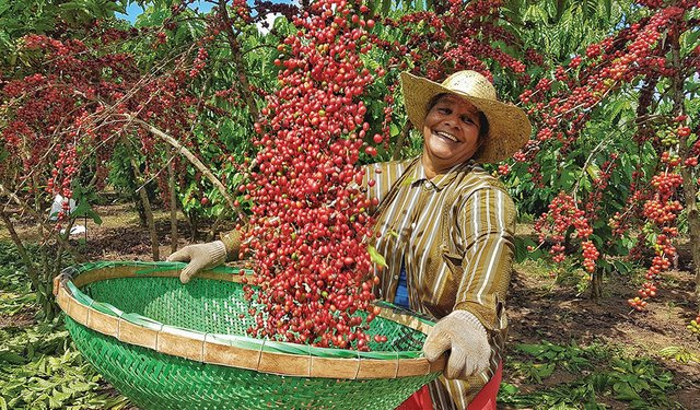 کشاورزان در حال برداشت قهوه مزارع Rondônia برزیل