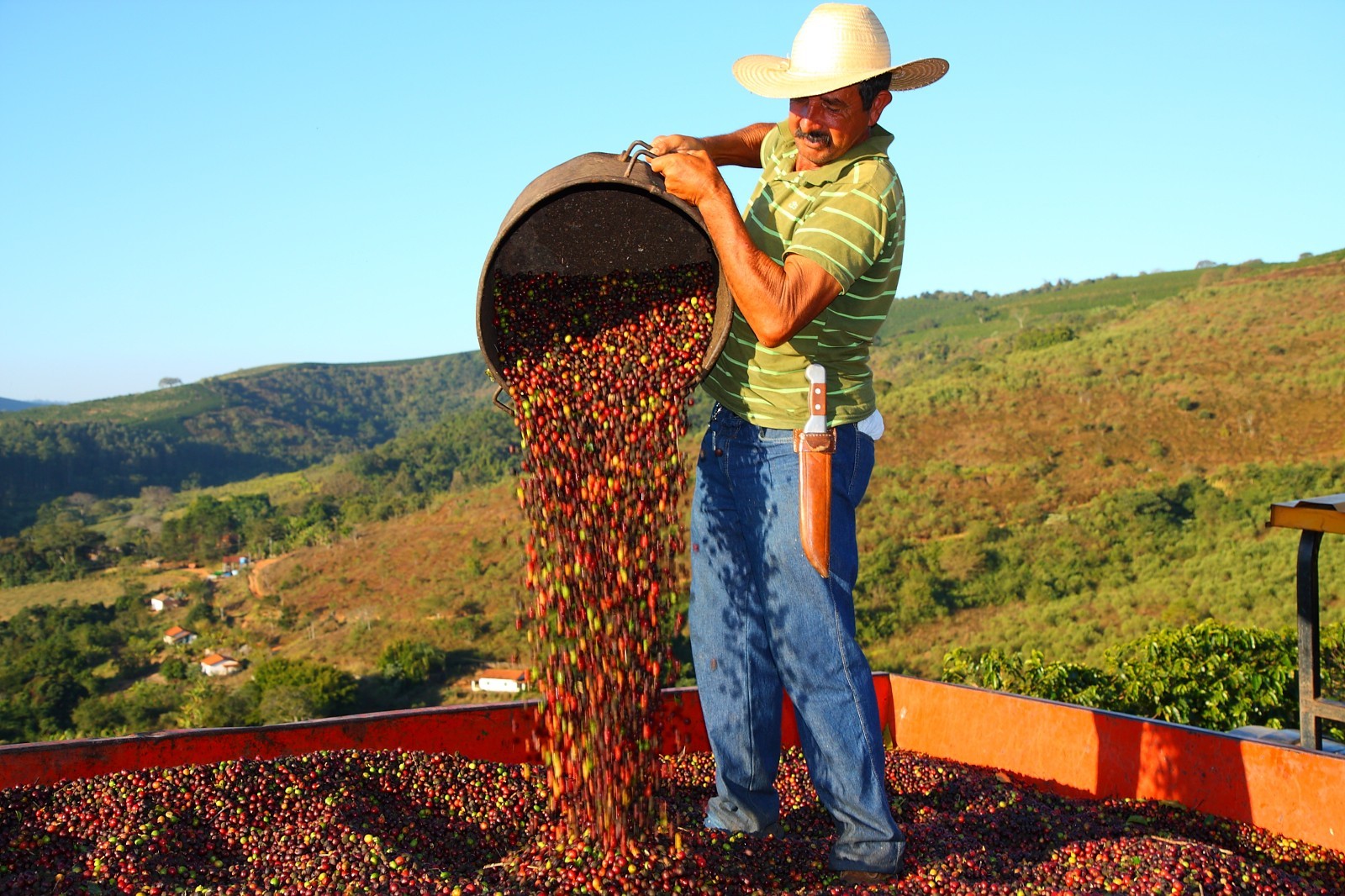 برداشت قهوه از مزرعه São Paulo برزیل