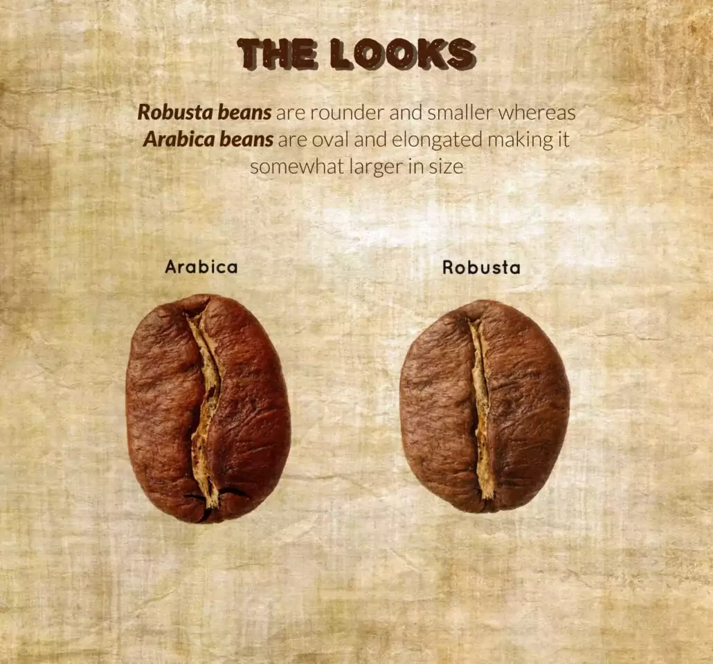 شکل ظاهری قهوه عربیکا و روبوستا